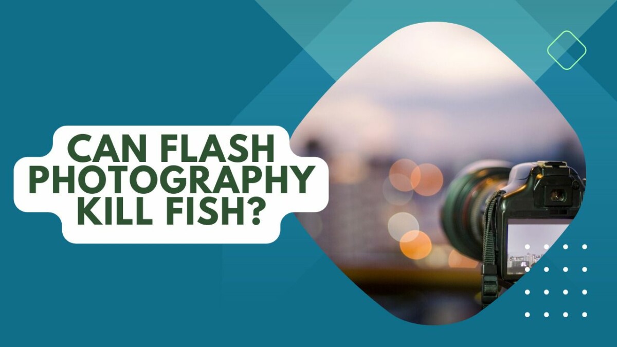 Can Flash Photography Kill Fish? The Underwater Impact
