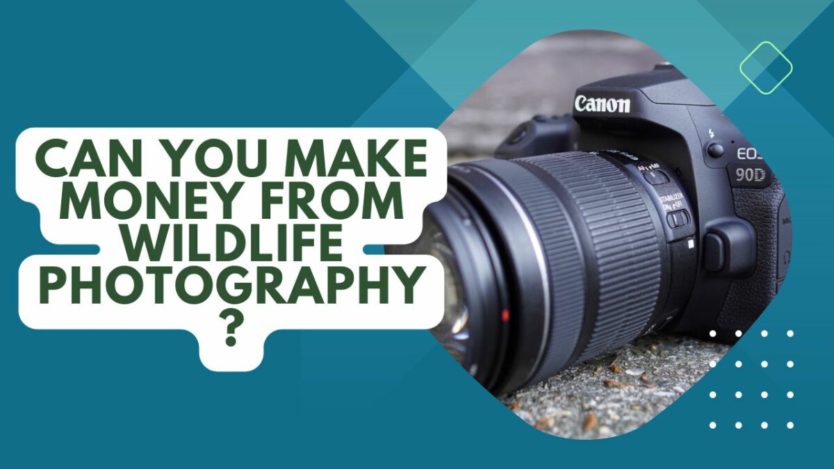 Can You Make Money From Wildlife Photography? A Financial Guide