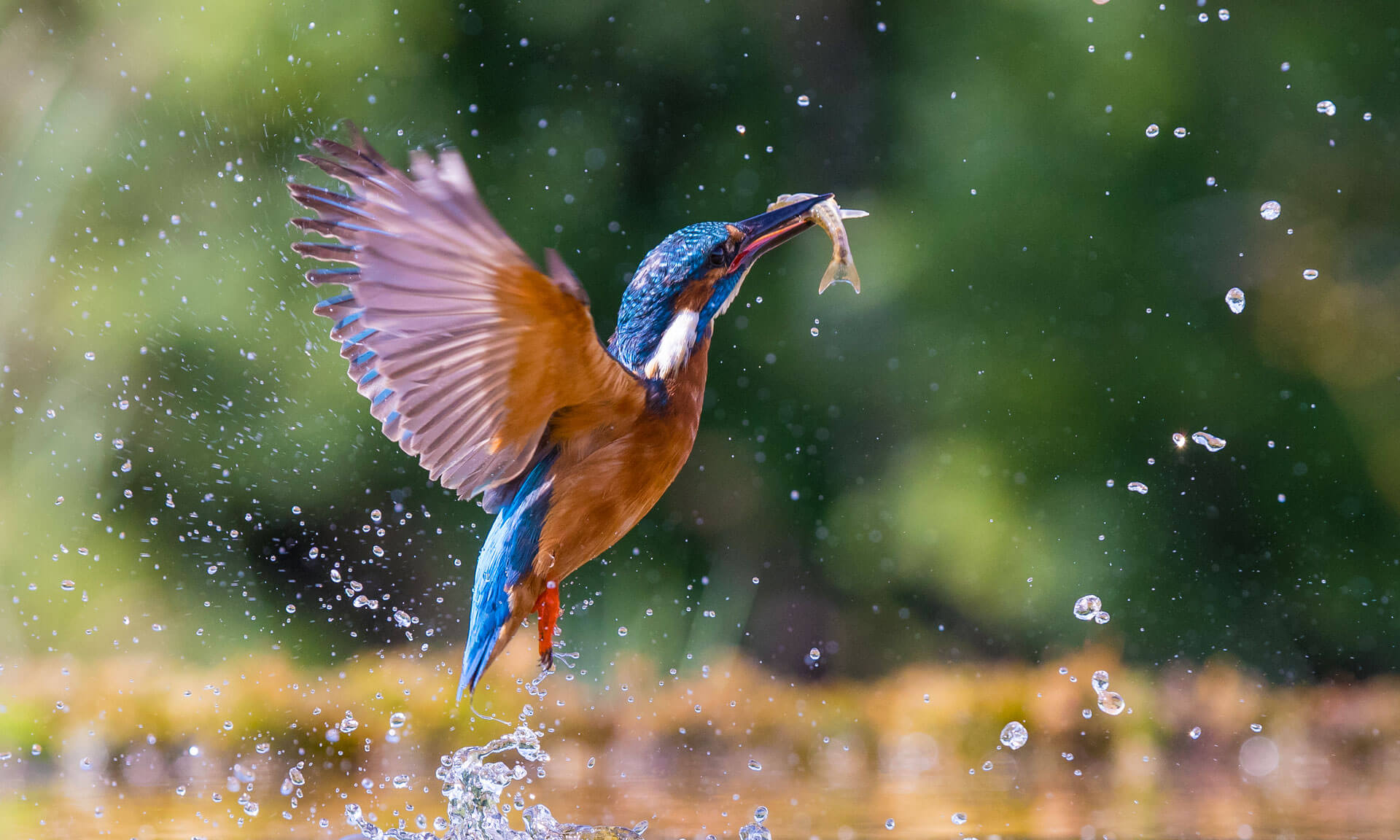 5 Best Budget Lenses For Bird Photography (Reviewed)