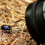 Best Cameras For Macro Photography 