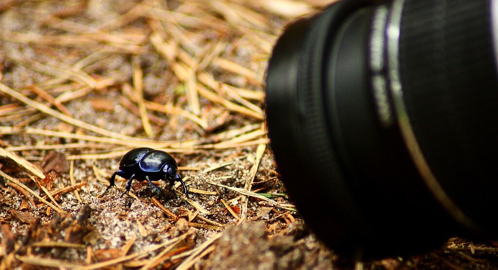 Best Cameras For Macro Photography 