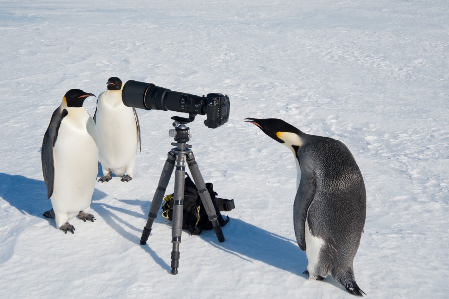 curious emperor penguin peering through a viewfind 2022 03 04 02 23 34 utc 1