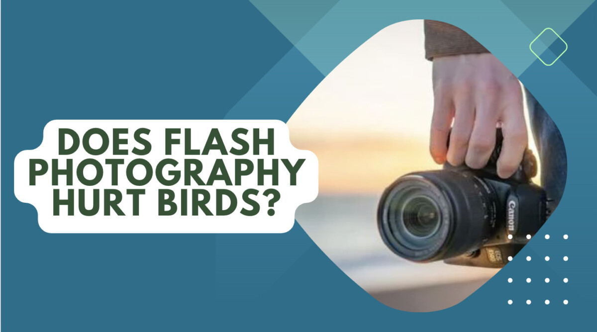 Does Flash Photography Hurt Birds? (Detailed Answer)